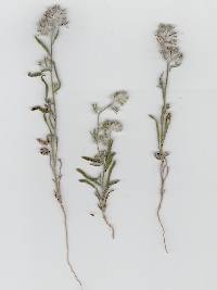 Cryptantha barbigera image