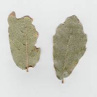 Quercus rugosa image