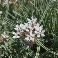 Asclepias involucrata image