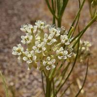 Asclepias subverticillata image