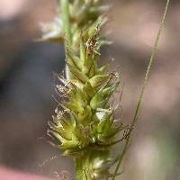 Carex agrostoides image