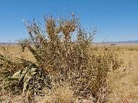 Ephedra trifurca image