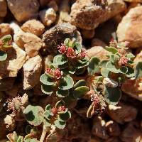 Euphorbia albomarginata image