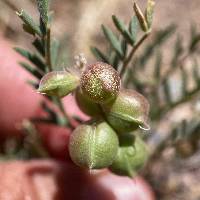 Astragalus thurberi image