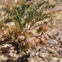 Image of Astragalus thurberi