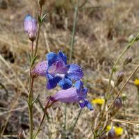 Penstemon dasyphyllus image