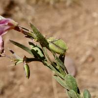 Rhinotropis lindheimeri var. parvifolia image