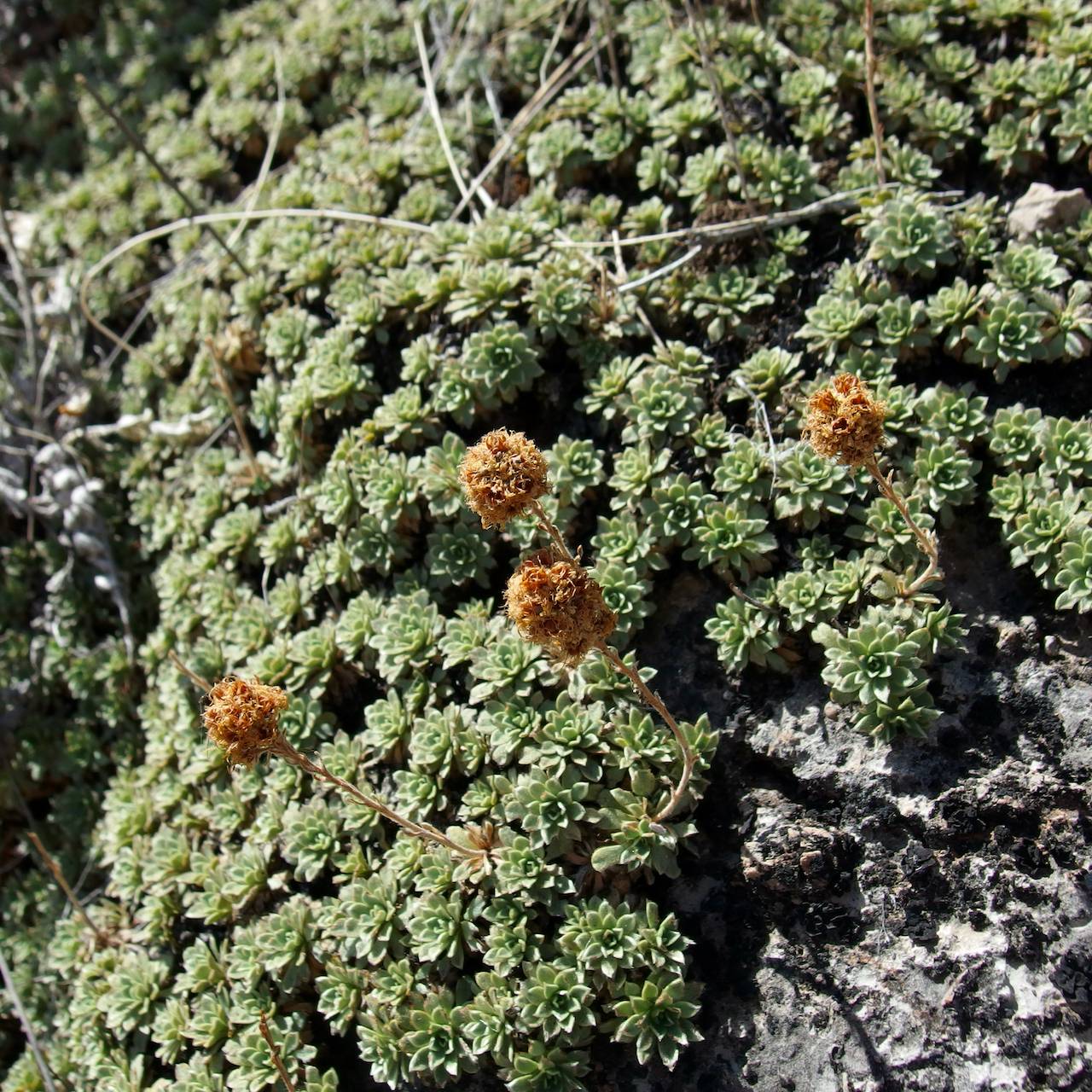 Petrophytum caespitosum subsp. caespitosum image