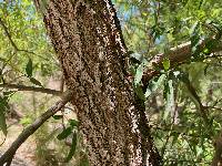 Salix bonplandiana image