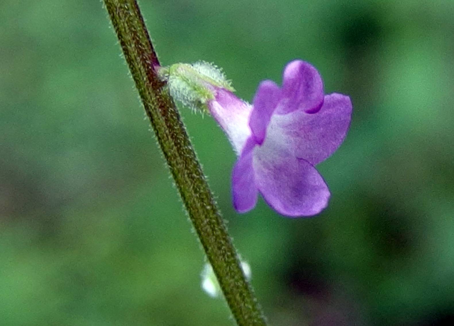 Priva mexicana image