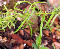 Artemisia ludoviciana subsp. mexicana image