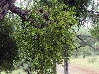 Image of Phoradendron bolleanum