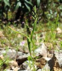 Hackelochloa granularis image