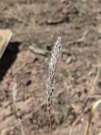 Digitaria californica image