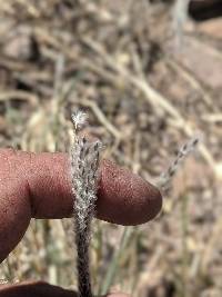 Digitaria californica image