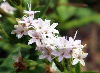 Stevia salicifolia image