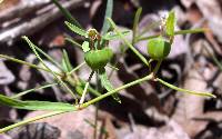 Euphorbia macropus image