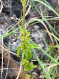 Acalypha neomexicana image