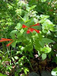 Bouvardia ternifolia image