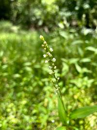 Persicaria punctata image