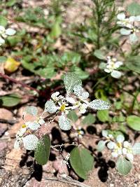 Tidestromia lanuginosa image