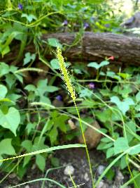 Setaria leucopila image