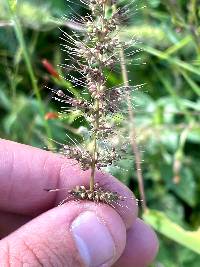 Setaria grisebachii image