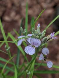 Hesperidanthus linearifolius image