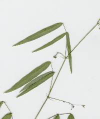 Desmodium procumbens image