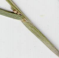 Hackelochloa granularis image