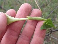 Ipomoea thurberi image