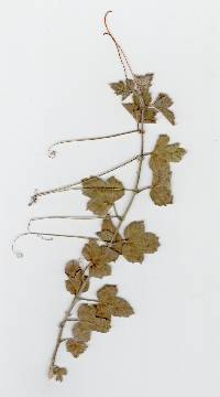 Passiflora arizonica image