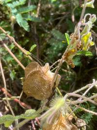 Physalis pubescens image