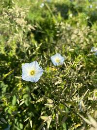 Ipomoea barbatisepala image