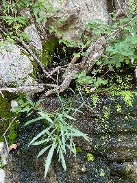 Symphyotrichum subulatum image