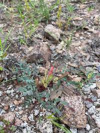 Calliandra humilis image