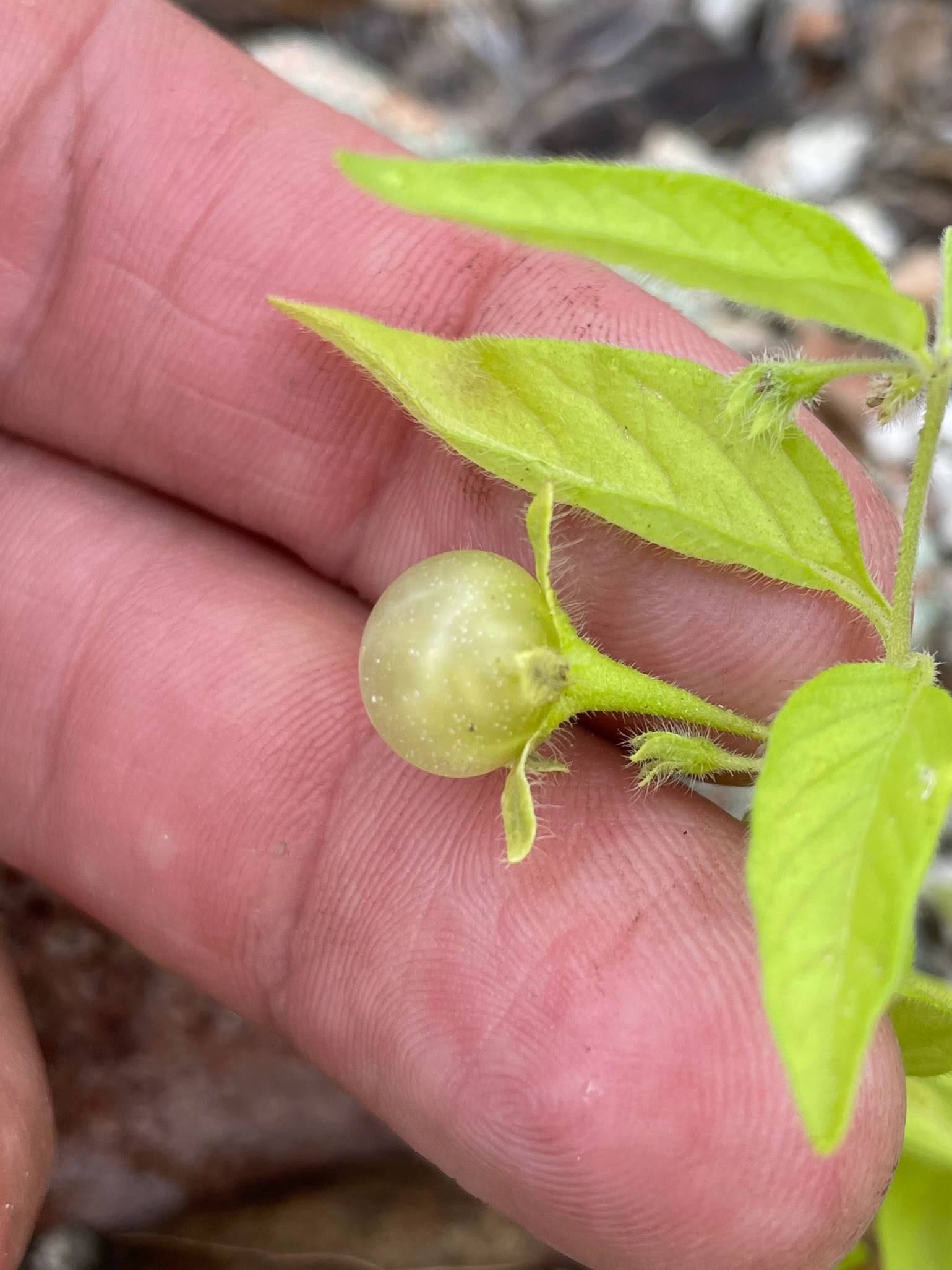 Solanum adscendens image