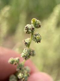 Chenopodium neomexicanum image