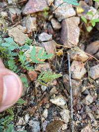 Myriopteris wrightii image