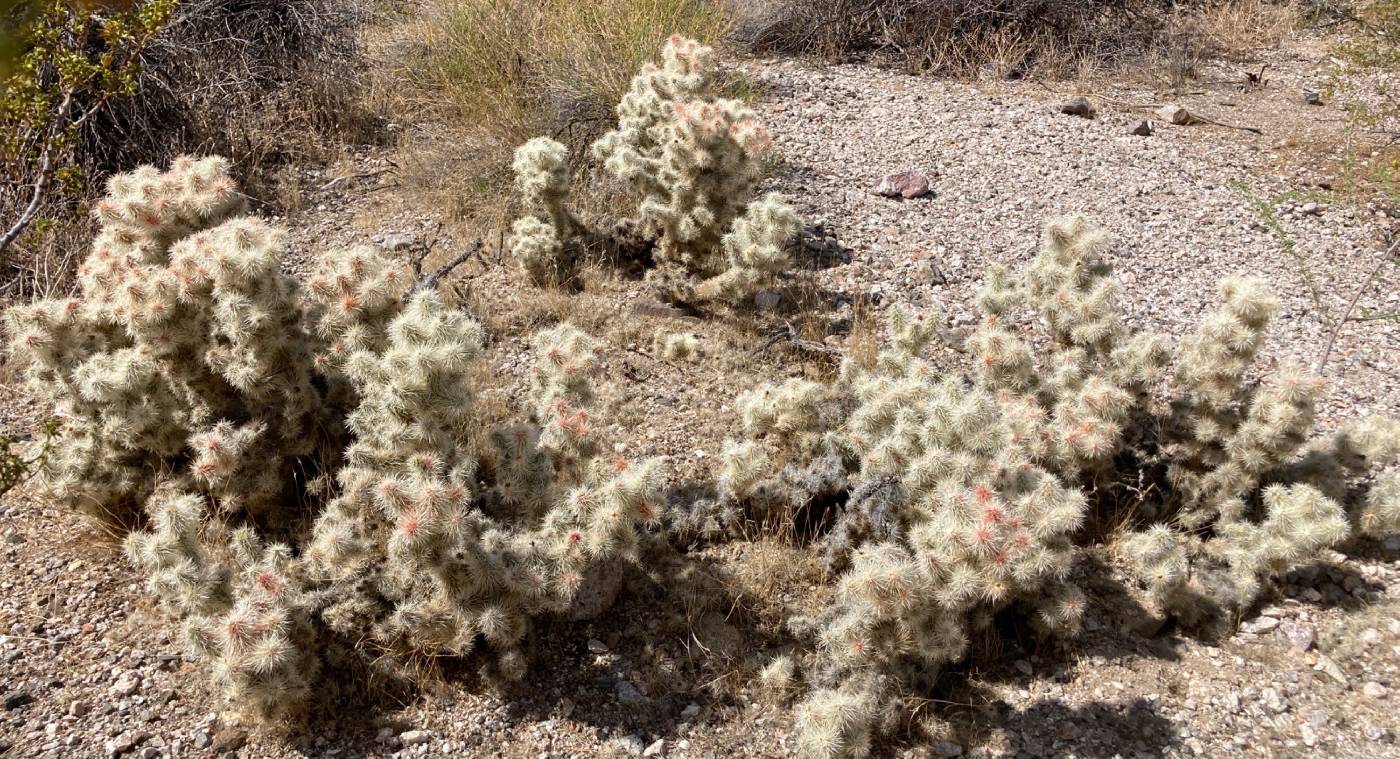 Cylindropuntia multigeniculata image