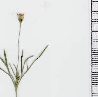 Heterosperma pinnatum image