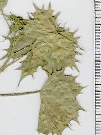 Cnidoscolus angustidens image