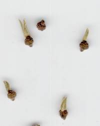 Hackelochloa granularis image