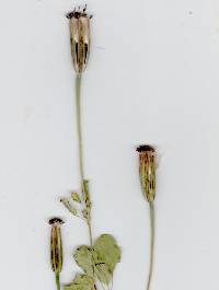 Porophyllum ruderale var. macrocephalum image