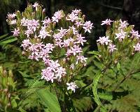 Stevia plummerae image