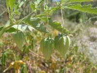 Physalis acutifolia image