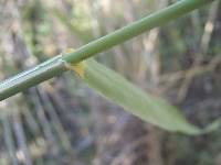 Phragmites australis image