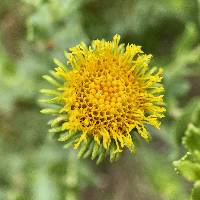 Grindelia nuda image