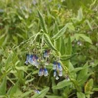 Mertensia franciscana image