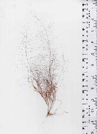 Muhlenbergia fragilis image